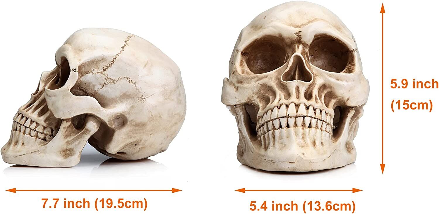 1:1 Replica Realistic Human Adult Skull Head Bone Model Price