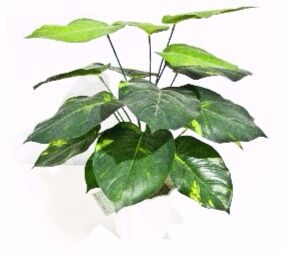 Stem 32cm Price