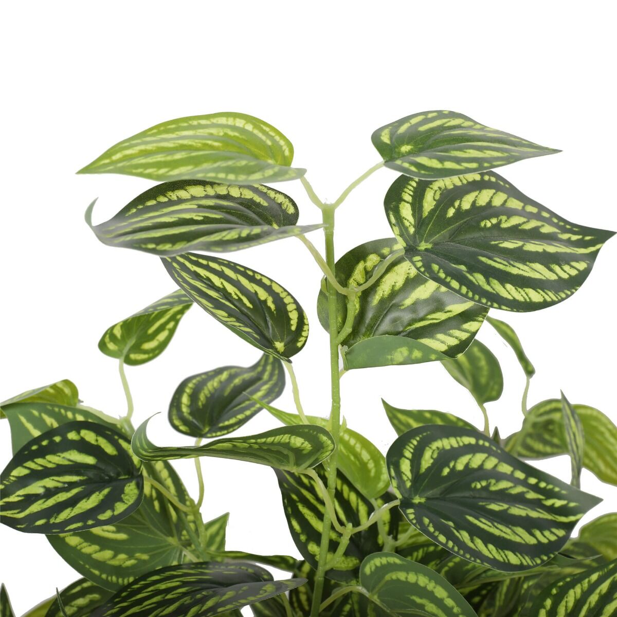 Bright Mixed Philodendron Plant 70cm Price