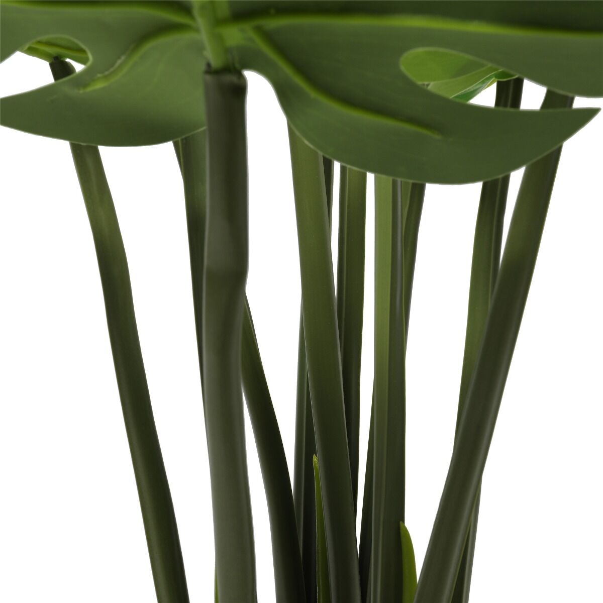 Split Philodendron (Split Leaf) 120cm Price