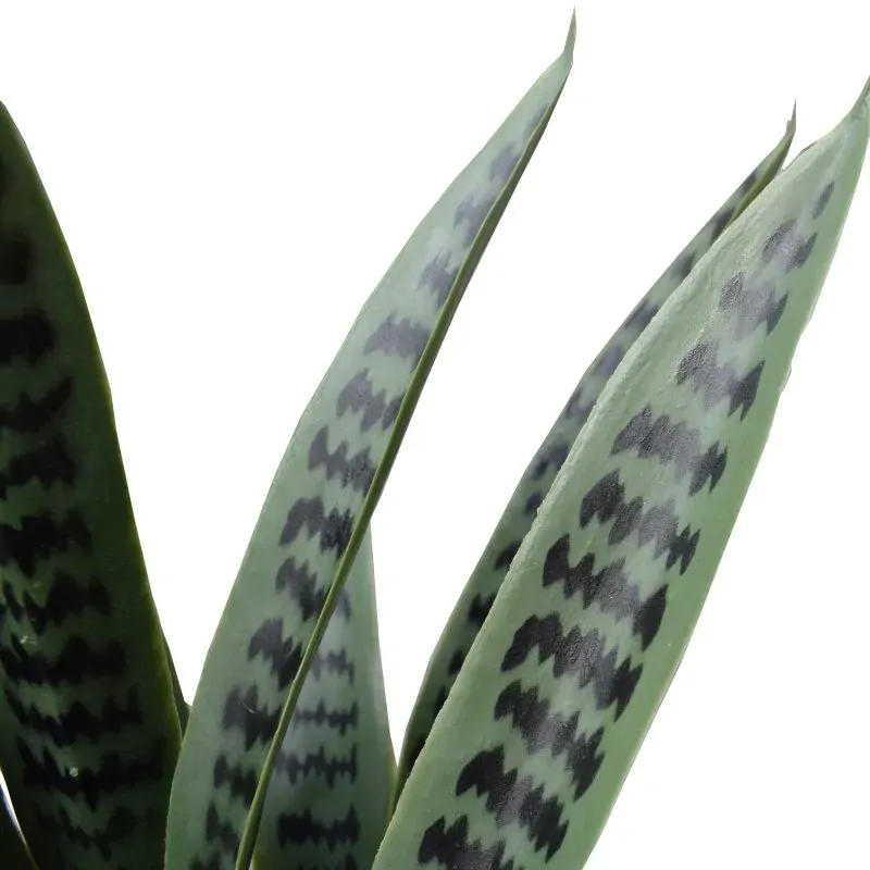 Artificial Snake Plant UV Resistant Price