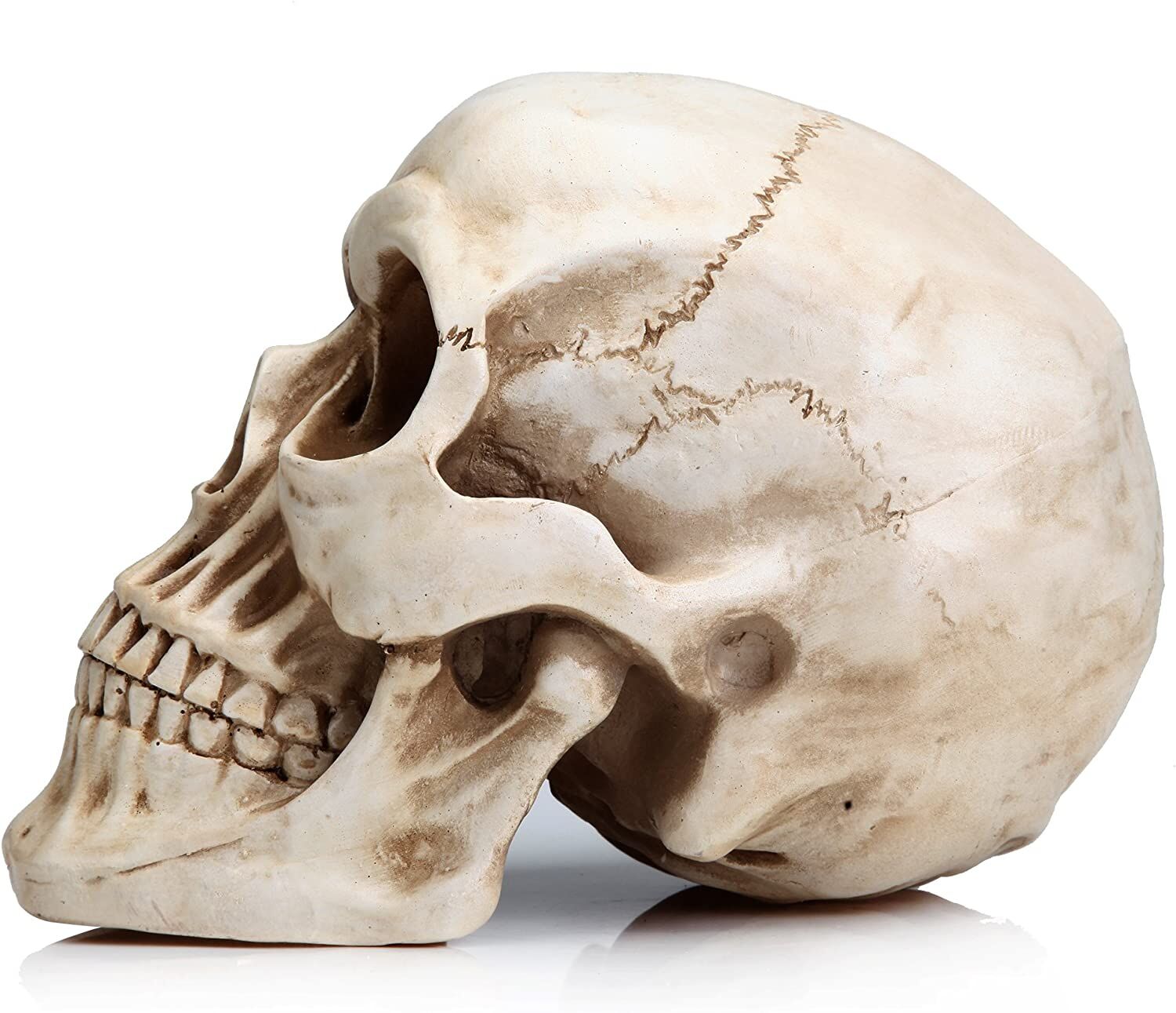 1:1 Replica Realistic Human Adult Skull Head Bone Model Price