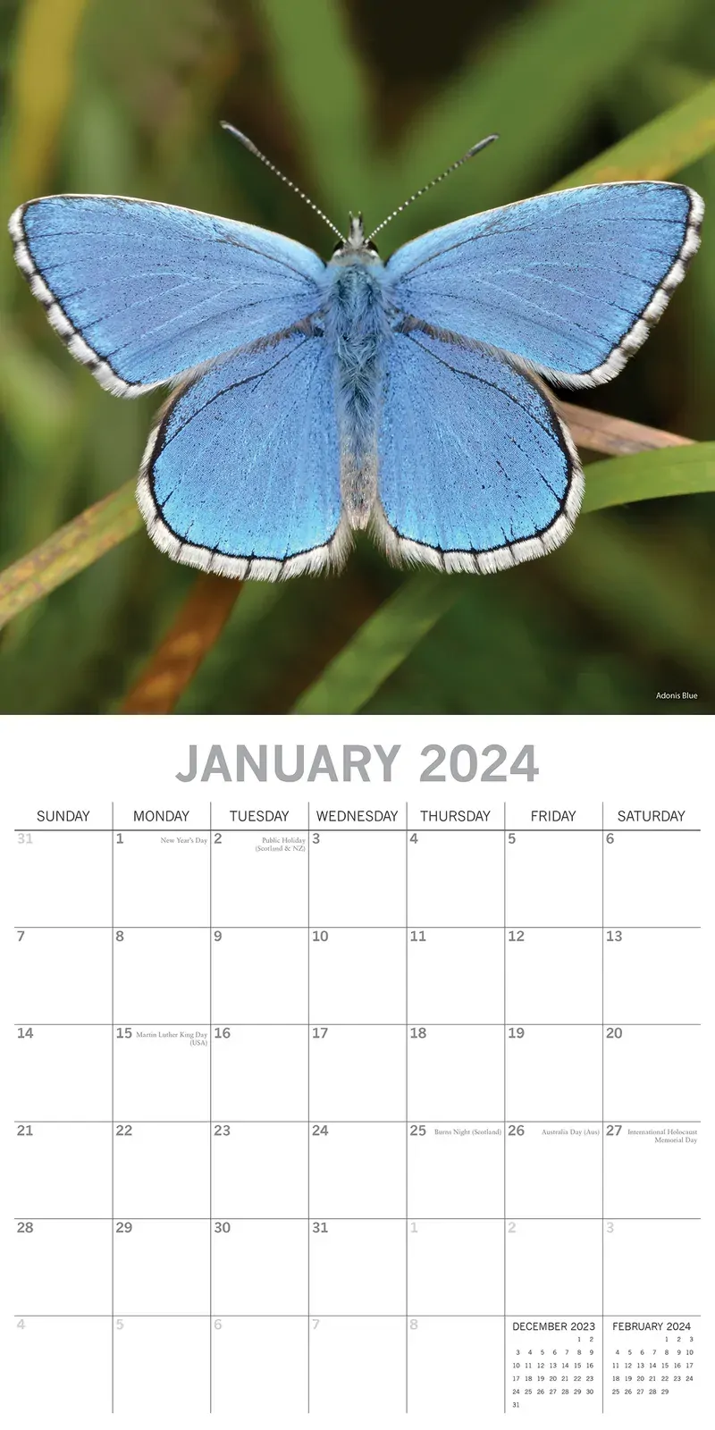 Butterflies 2024 Square Wall Calendar Natural Animals 16 Months Premium Planner Price