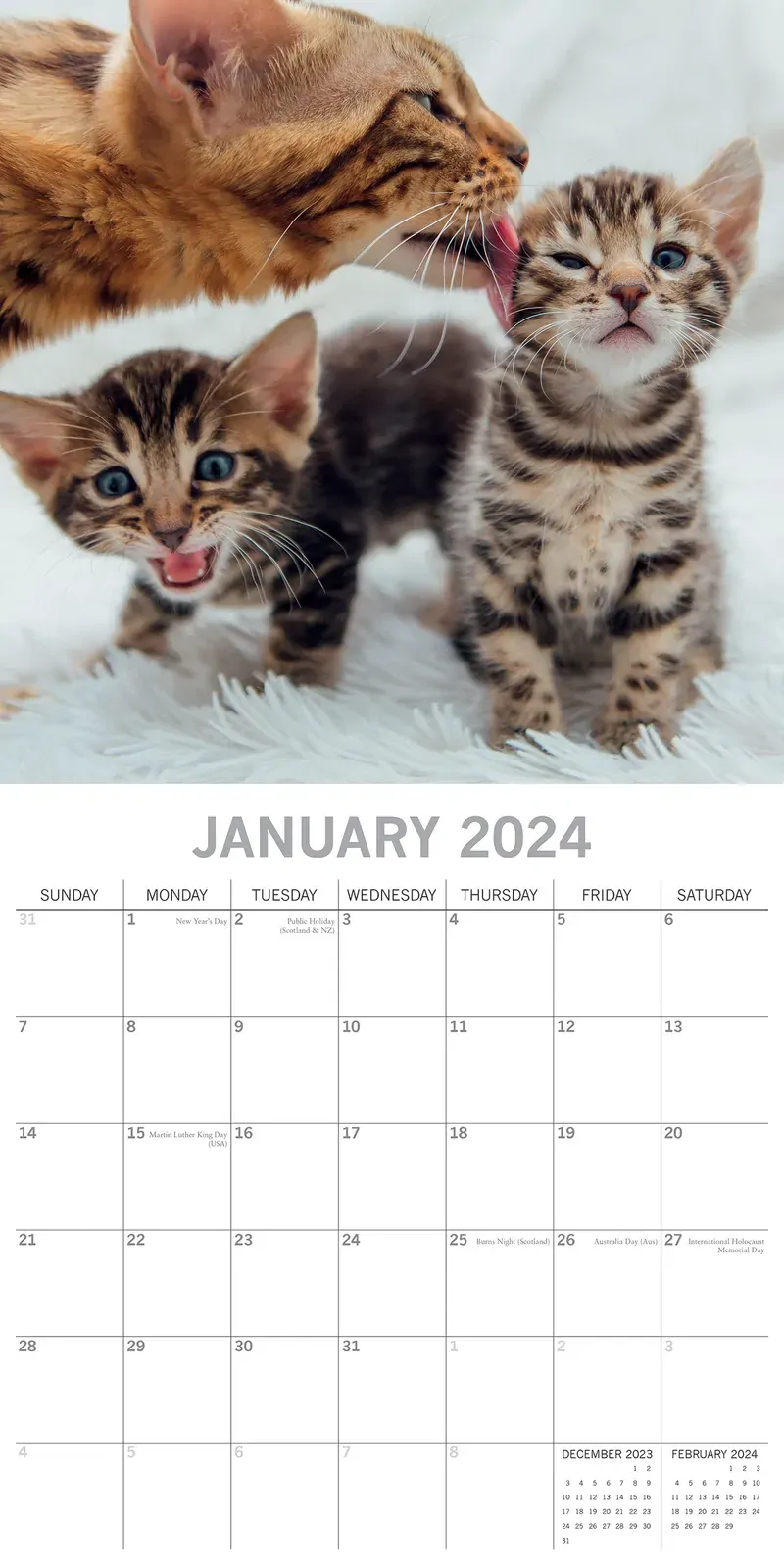 Cats & Kittens 2024 Square Wall Calendar Pets Animals 16 Months Premium Planner Price