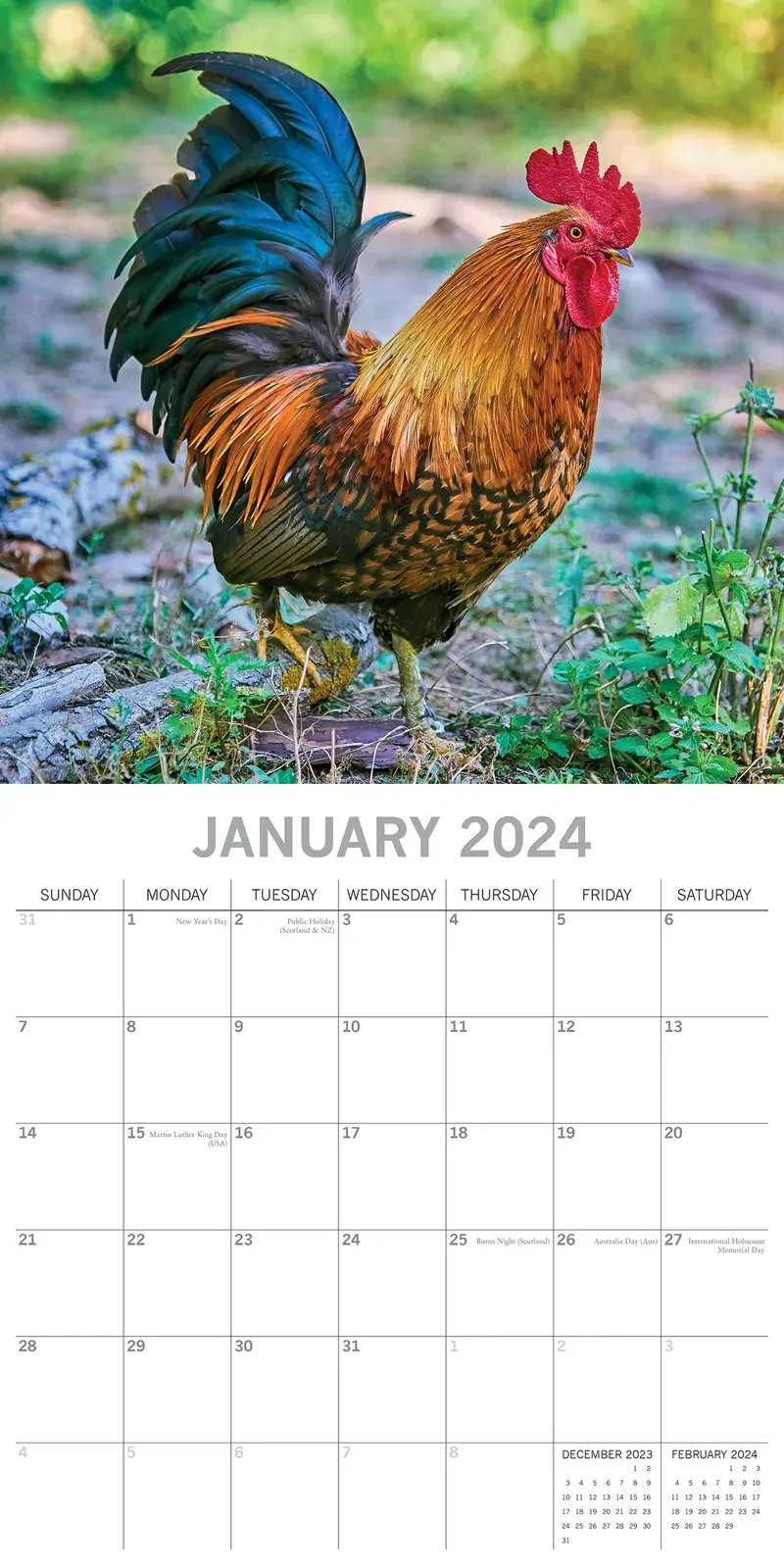 Chickens - 2024 Square Wall Calendar Pets Animals 16 Months Premium Planner Gift Price