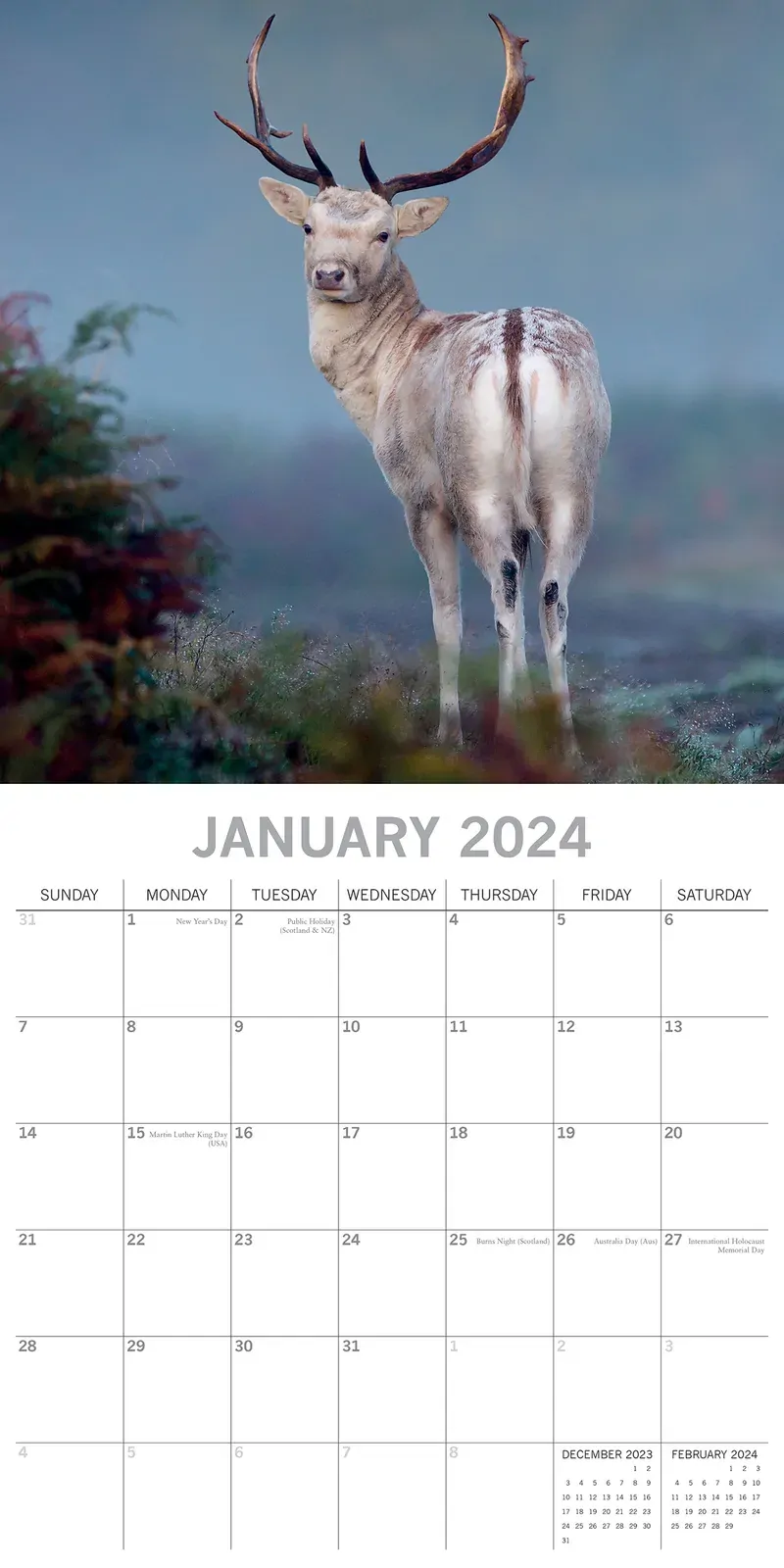 Country Wildlife 2024 Square Wall Calendar Cute Animals 16 Month Premium Planner Price