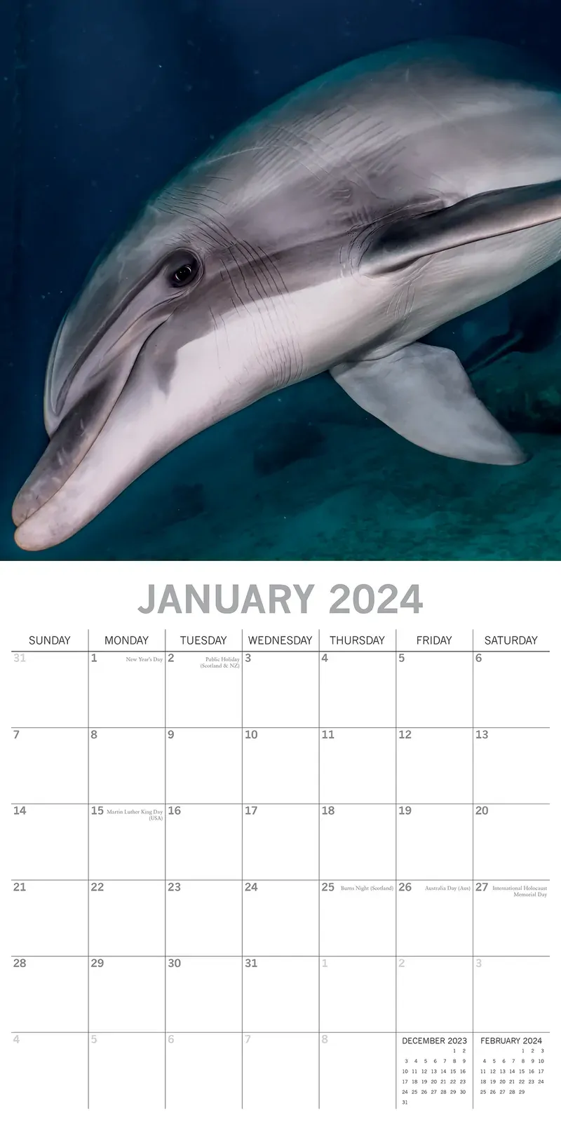 Dolphins - 2024 Square Wall Calendar Sea Animals 16 Months Premium Planner Gift Price