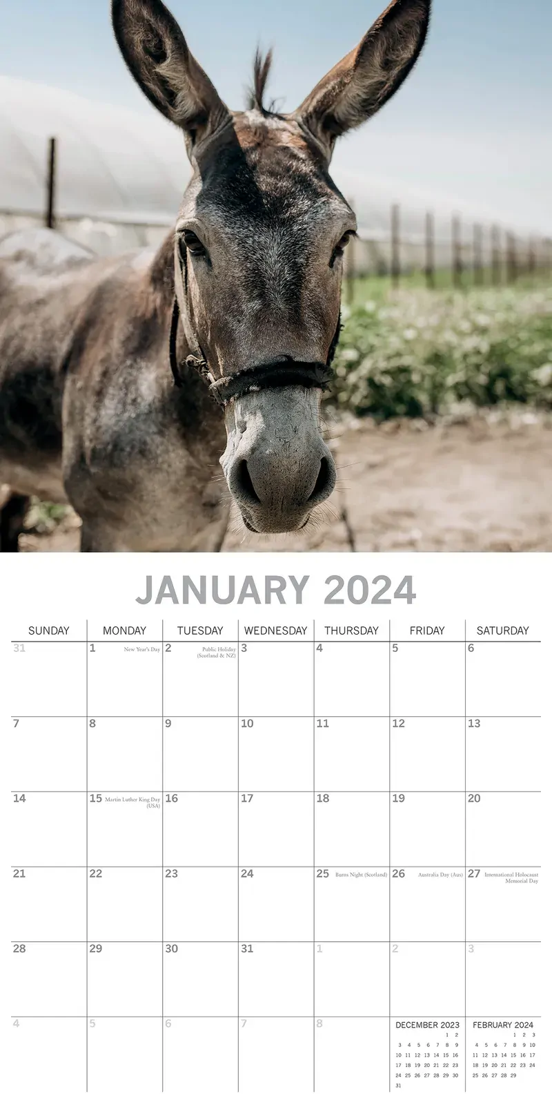 Donkeys - 2024 Square Wall Calendar Pets Animals 16 Months New Year Planner Gift Price