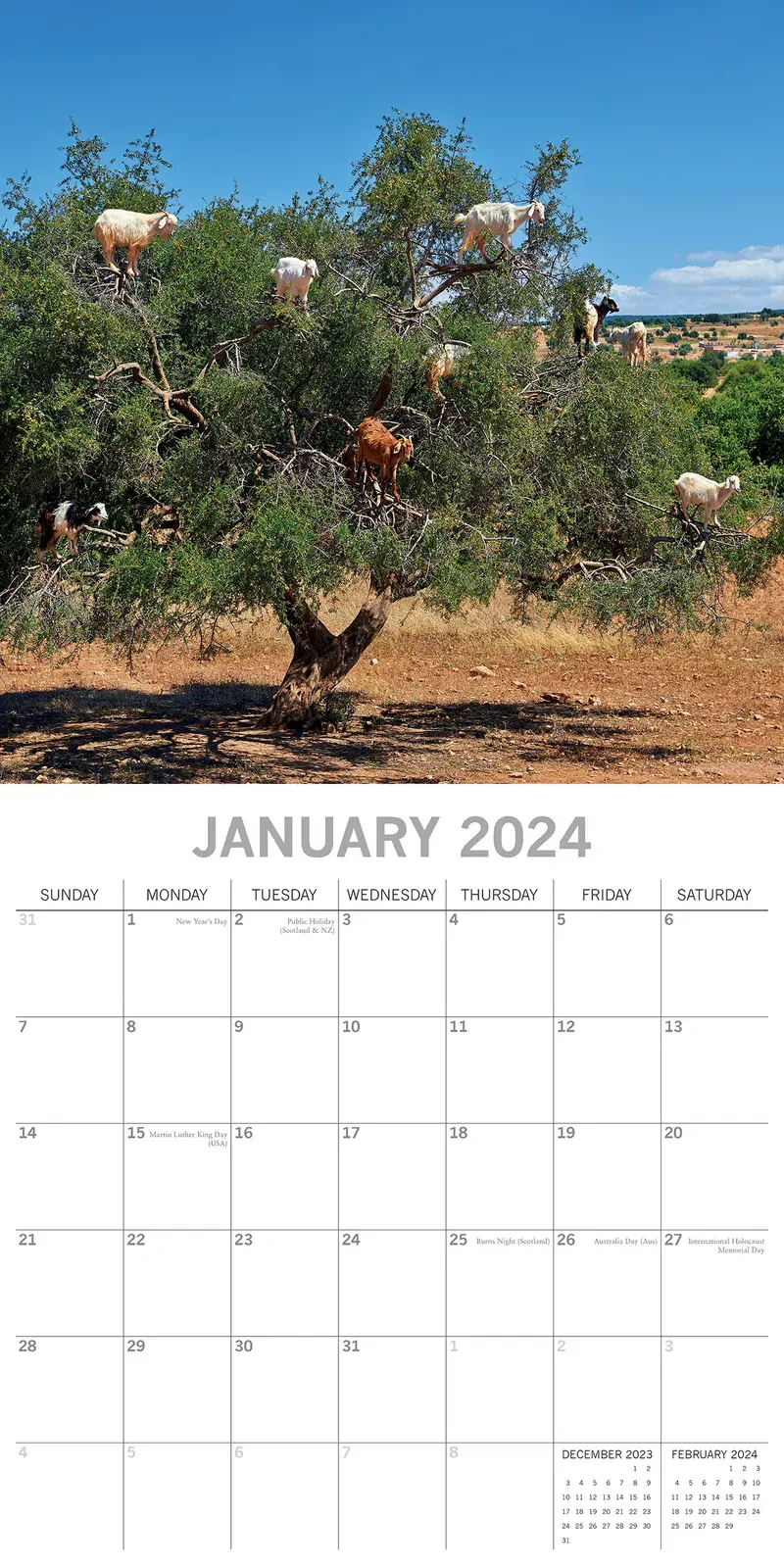 Goats in Trees - 2024 Square Wall Calendar Pets Animals 16 Month New YearPlanner Price