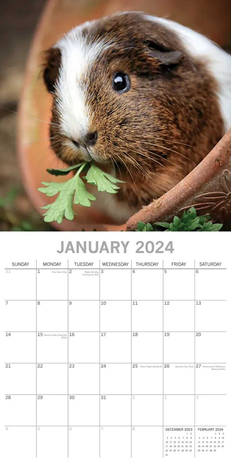 Guinea Pigs - 2024 Square Wall Calendar Cute Pets Animals 16 Months Planner Gift Price