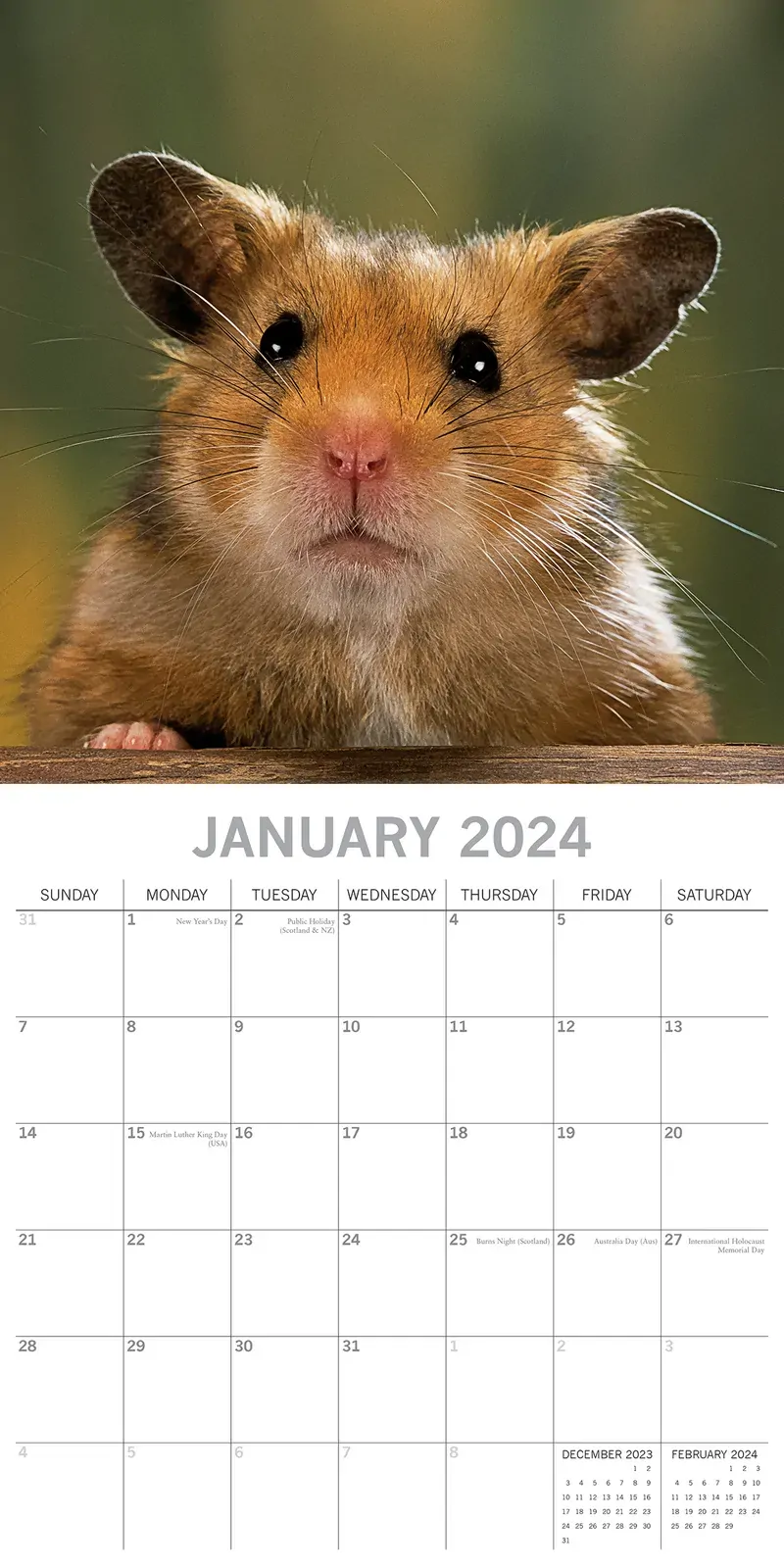 Hamsters - 2024 Square Wall Calendar Cute Pets Animals 16 Months Premium Planner Price