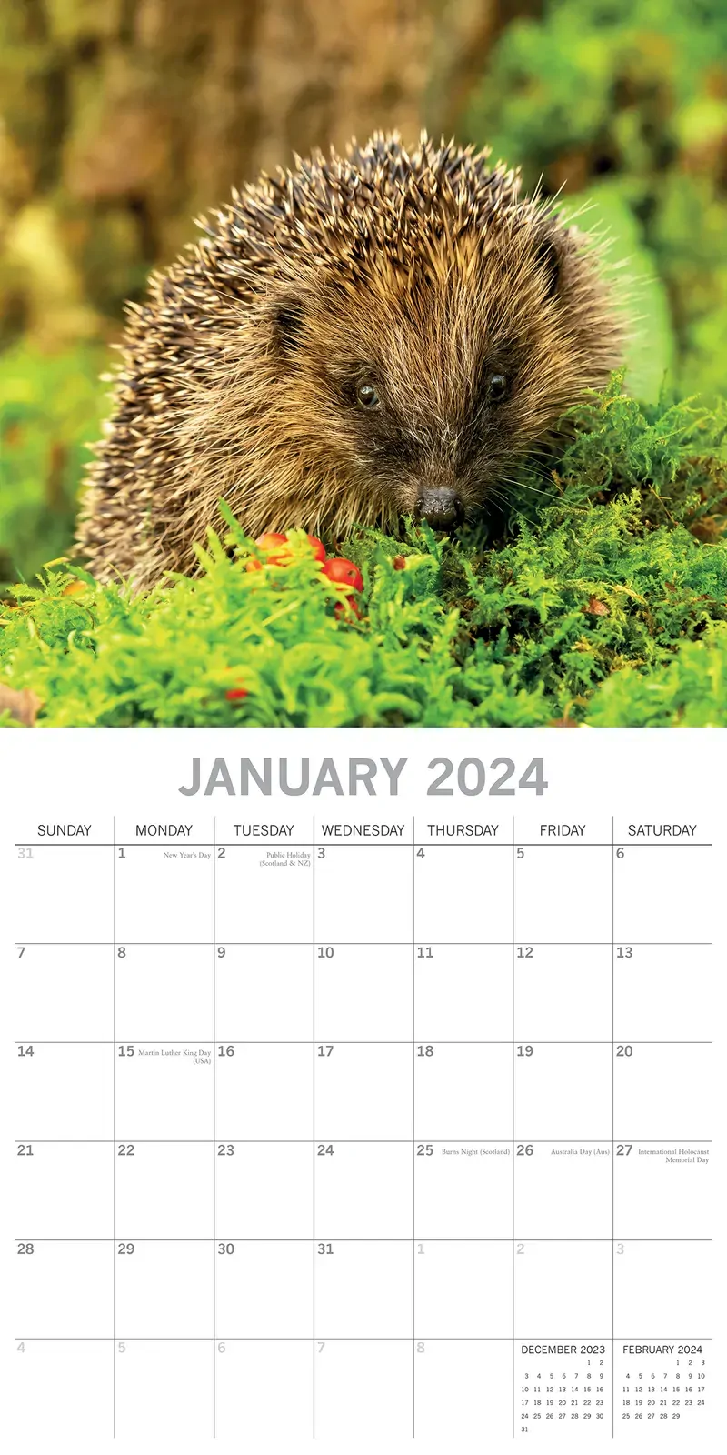 Hedgehogs - 2024 Square Wall Calendar Cute Pets Animals 16 Month Premium Planner Price