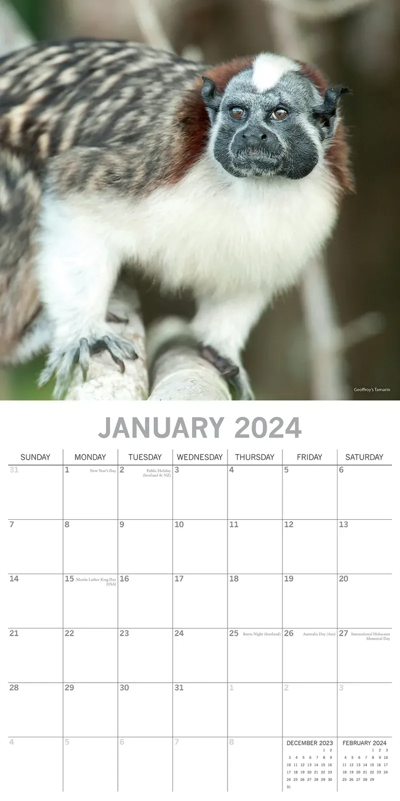 Monkey Business 2024 Square Wall Calendar Pets Animals 16 Months Premium Planner Price