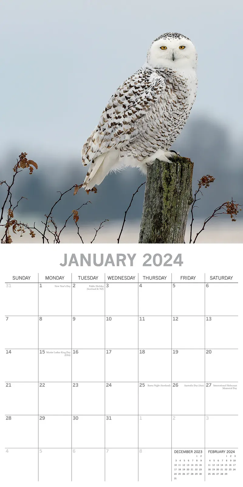 Owls 2024 Square Wall Calendar Pets Animals 16 Months New Year Christmas Planner Price
