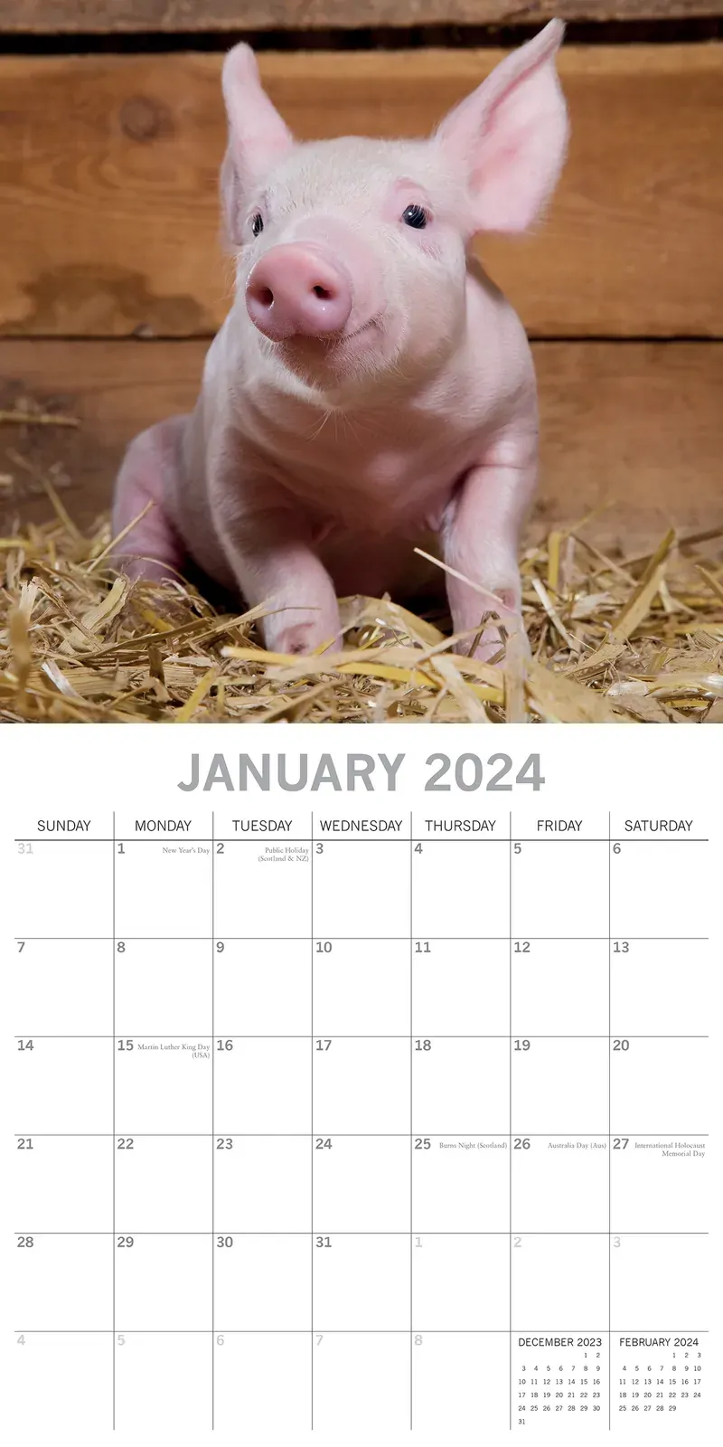 Piggies - 2024 Square Wall Calendar Pets Animals 16 Months New Year Gift Planner Price
