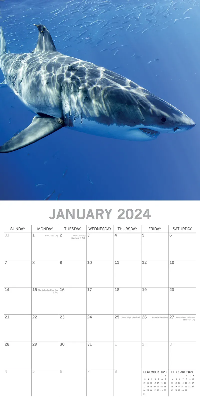 Sharks 2024 Square Wall Calendar Pets Animals 16Month New Year Christmas Planner Price