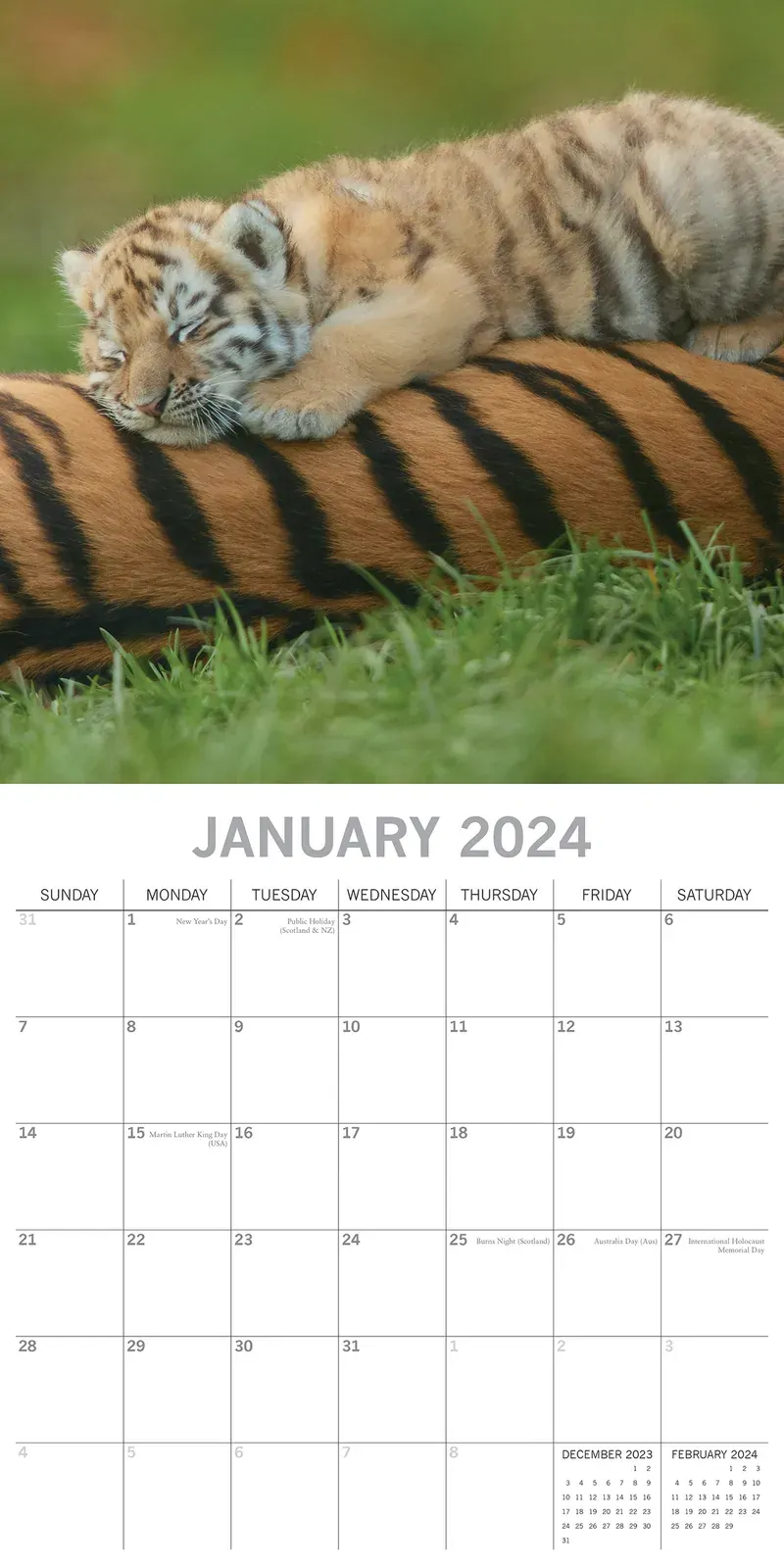 Tigers - 2024 Square Wall Calendar Pets Animals 16 Months New Year Gift Planner Price