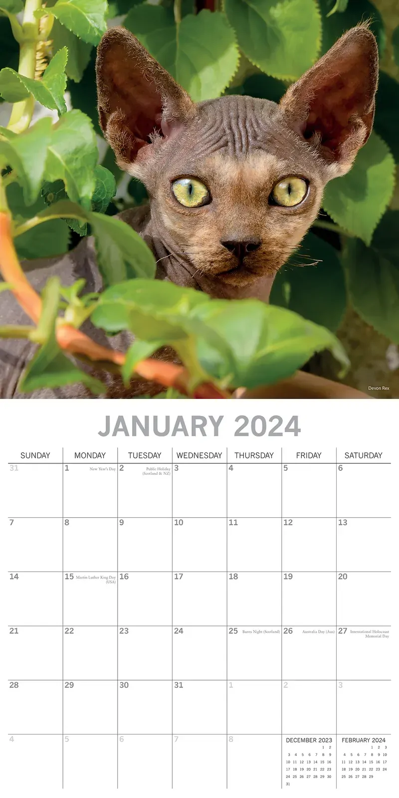 Top Cats - 2024 Square Wall Calendar Pets Animals 16 Months Premium Planner Gift Price