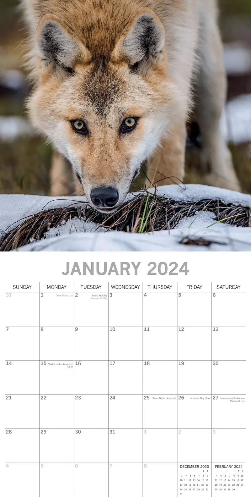 Wolves - 2024 Square Wall Calendar Pets Animals 16 Months Christmas Planner Gift Price
