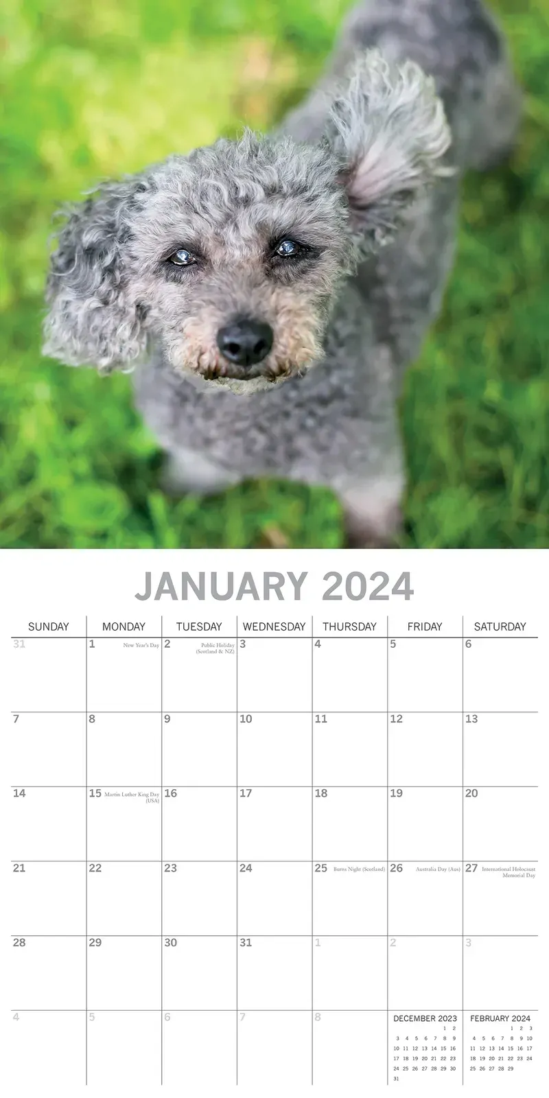 Dogs in the Wind 2024 Square Wall Calendar Pets Animals 16 Month Premium Planner Price