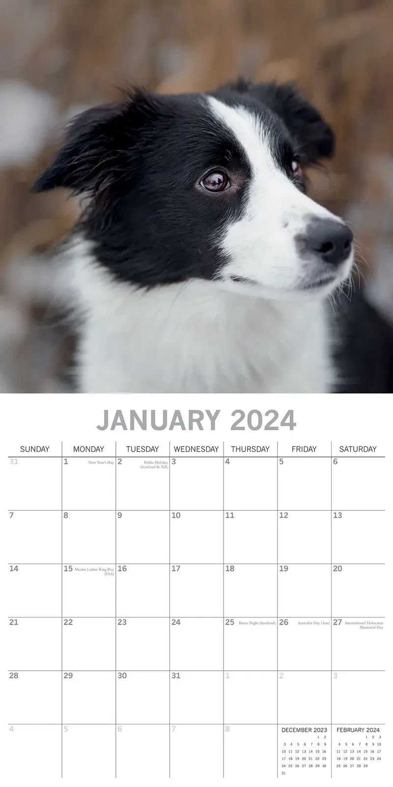 Border Collies - 2024 Square Wall Calendar Pets Dog 16 Months Premium Planner Price