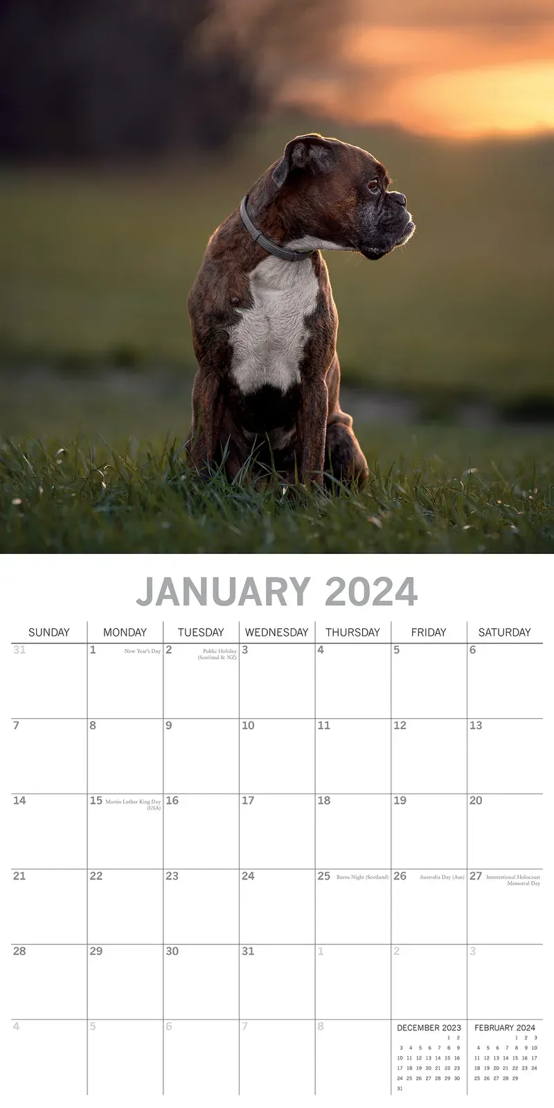 Boxers - 2024 Square Wall Calendar Pets Dog 16 Months Premium Planner New Year Price