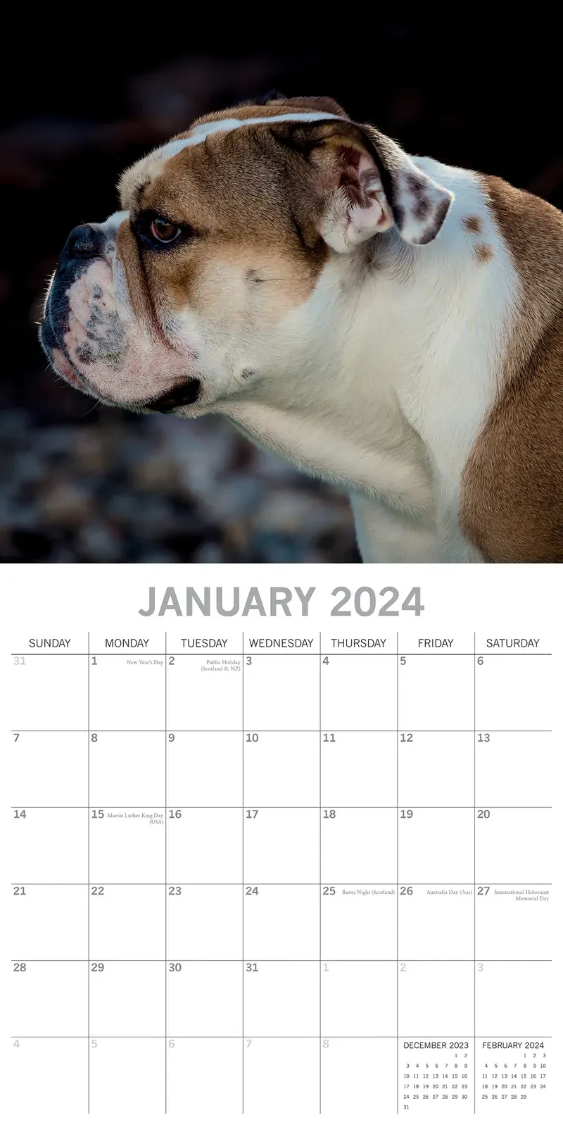 Bulldogs - 2024 Square Wall Calendar Pets Dog 16 Months Premium Planner New Year Price