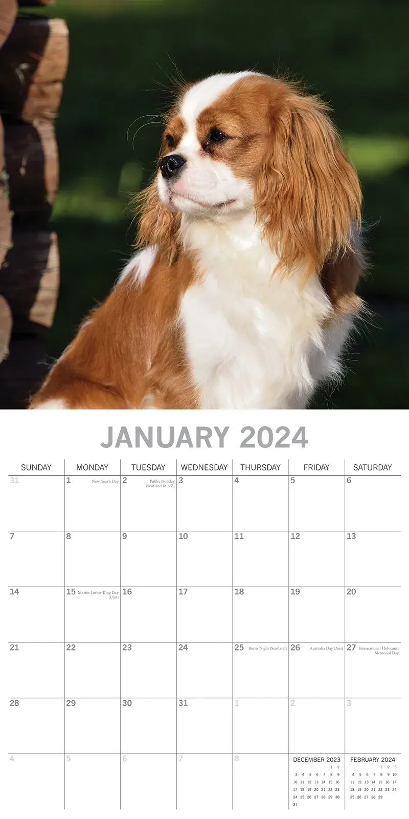 Cavalier King Charles Spaniels - 2024 Square Wall Calendar Dog 16 Months Planner Price