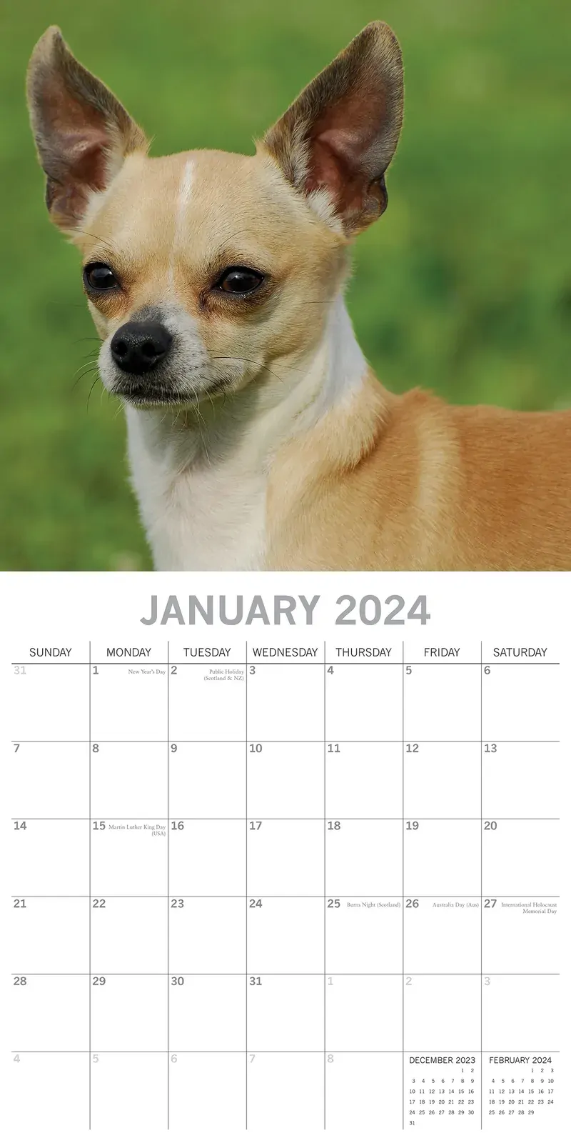 Chihuahuas 2024 Square Wall Calendar Pets Dog 16 Months Premium Planner New Year Price