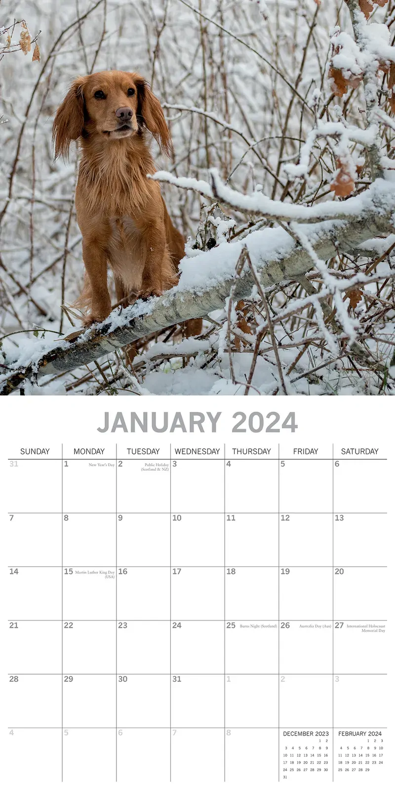 Cocker Spaniels - 2024 Square Wall Calendar Pets Dog 16 Months Premium Planner Price