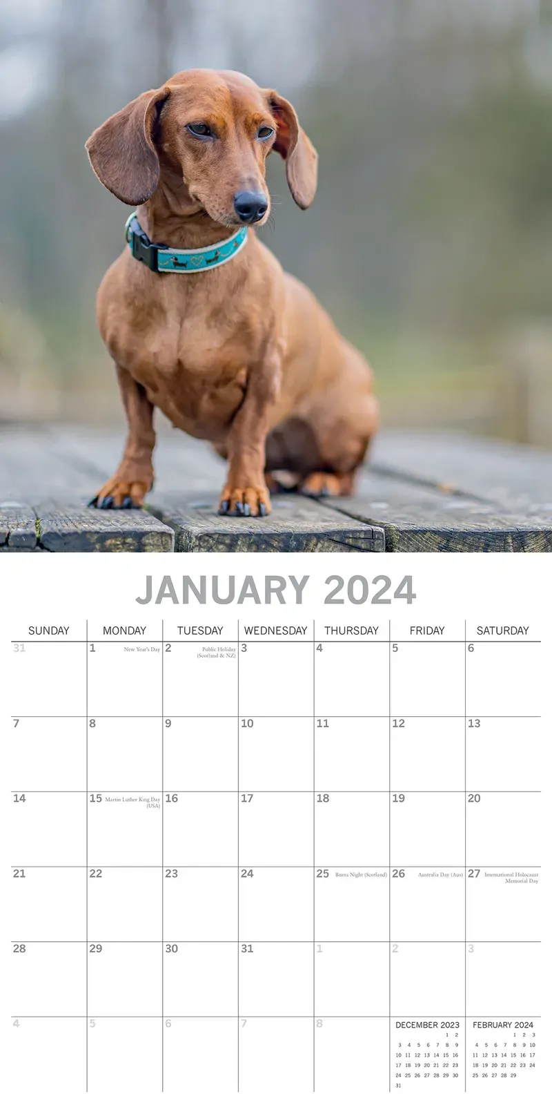 Dachshunds 2024 Square Wall Calendar Pets Dog 16 Months Premium Planner New Year Price
