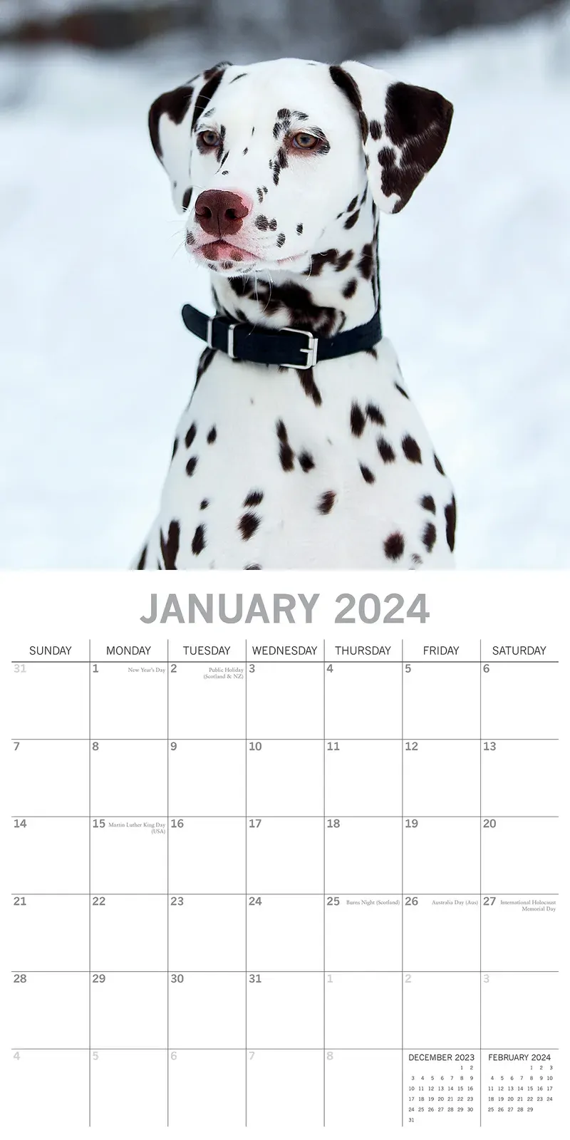 Dalmatians 2024 Square Wall Calendar Pets Dog 16 Months Premium Planner New Year Price