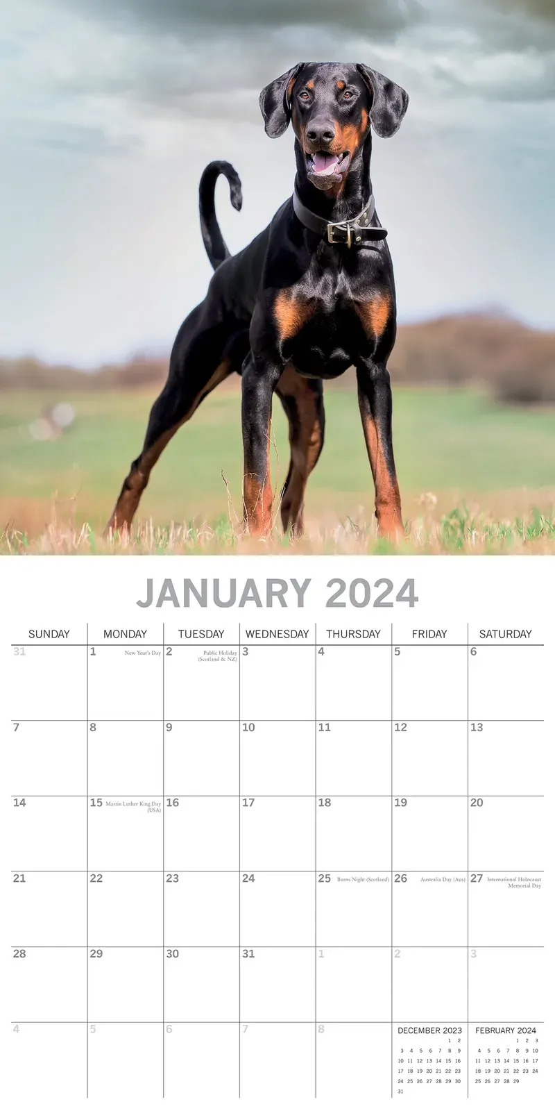 Dobermans - 2024 Square Wall Calendar Pets Dog 16 Month Premium Planner New Year Price