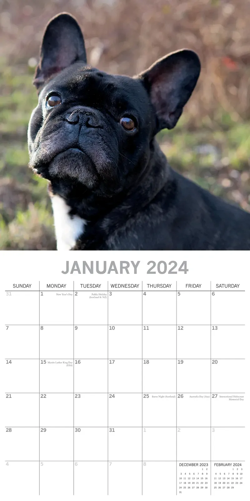 French Bulldogs - 2024 Square Wall Calendar Pets Dog 16 Months Premium Planner Price