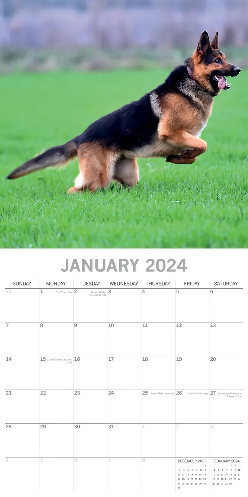 German Shepherds - 2024 Square Wall Calendar Pets Dog 16 Months Premium Planner Price