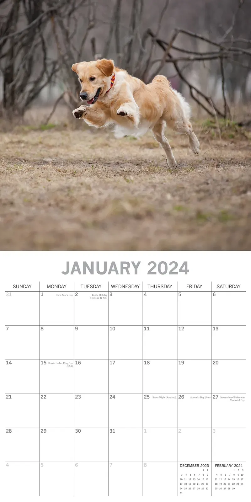 Golden Retrievers - 2024 Square Wall Calendar Pets Dog 16 Months Premium Planner Price