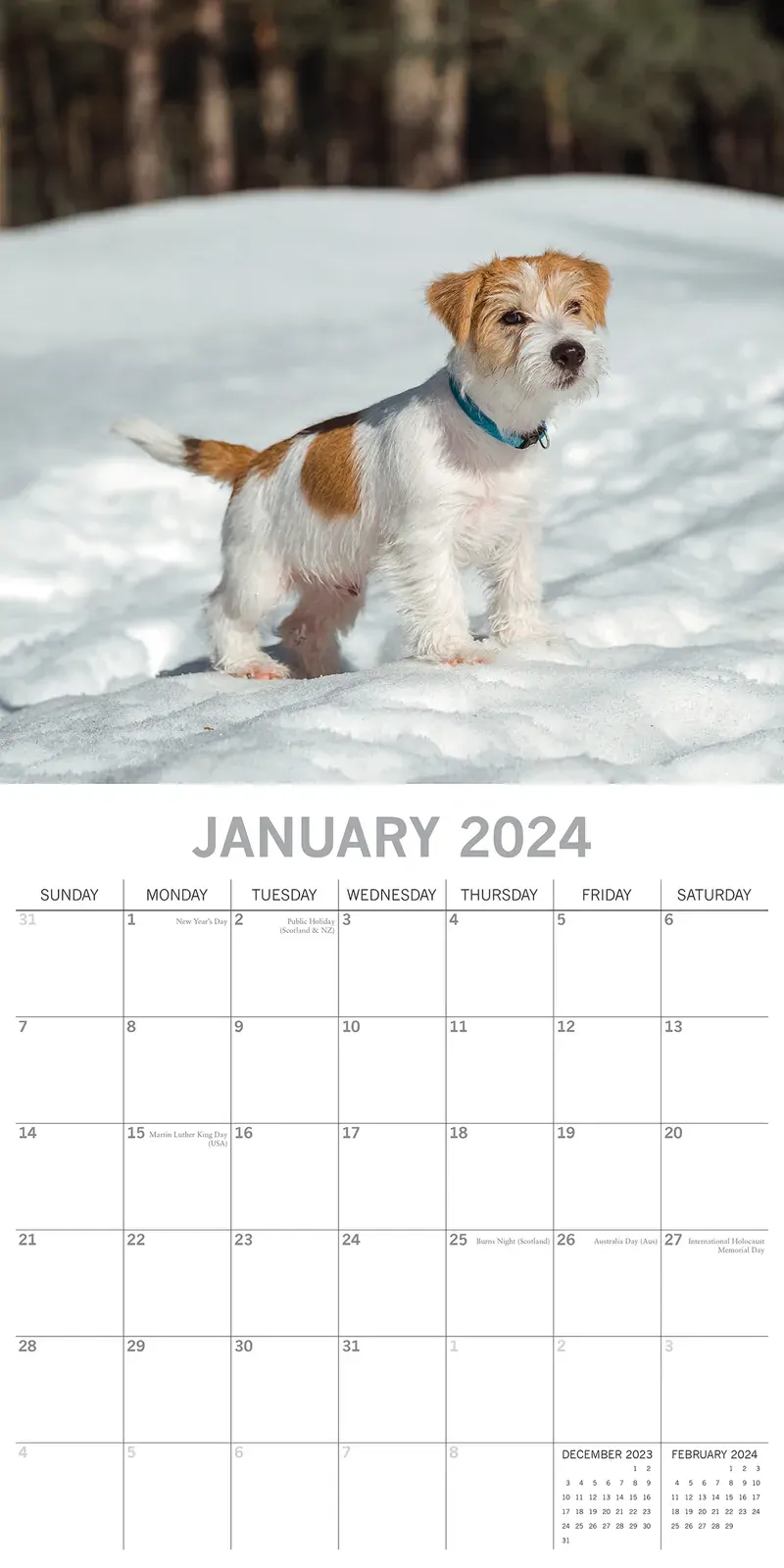 Jack Russells - 2024 Square Wall Calendar Pets Dog 16 Month Premium Planner Gift Price
