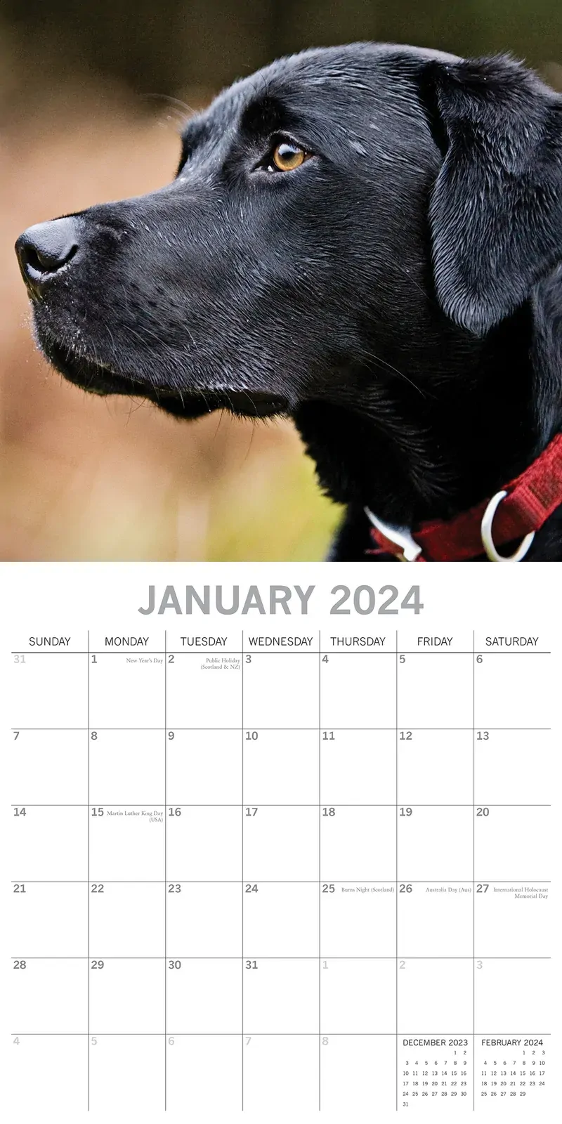 Labradors 2024 Square Wall Calendar Pets Dog 16 Months Premium Planner New Year Price
