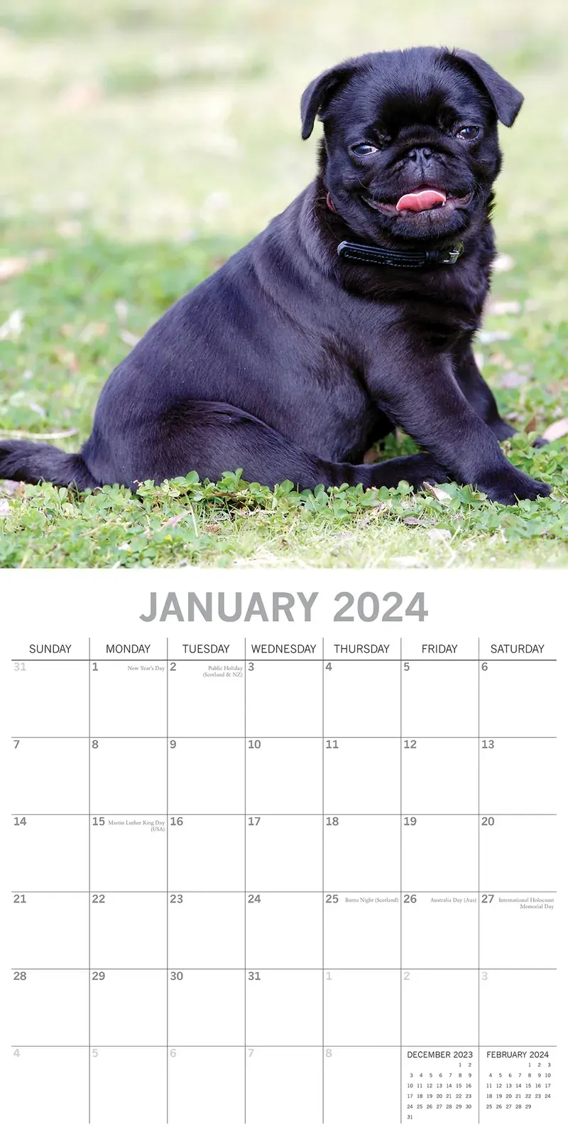 Pugs - 2024 Square Wall Calendar Pets Dog 16 Month Premium Planner New Year Gift Price