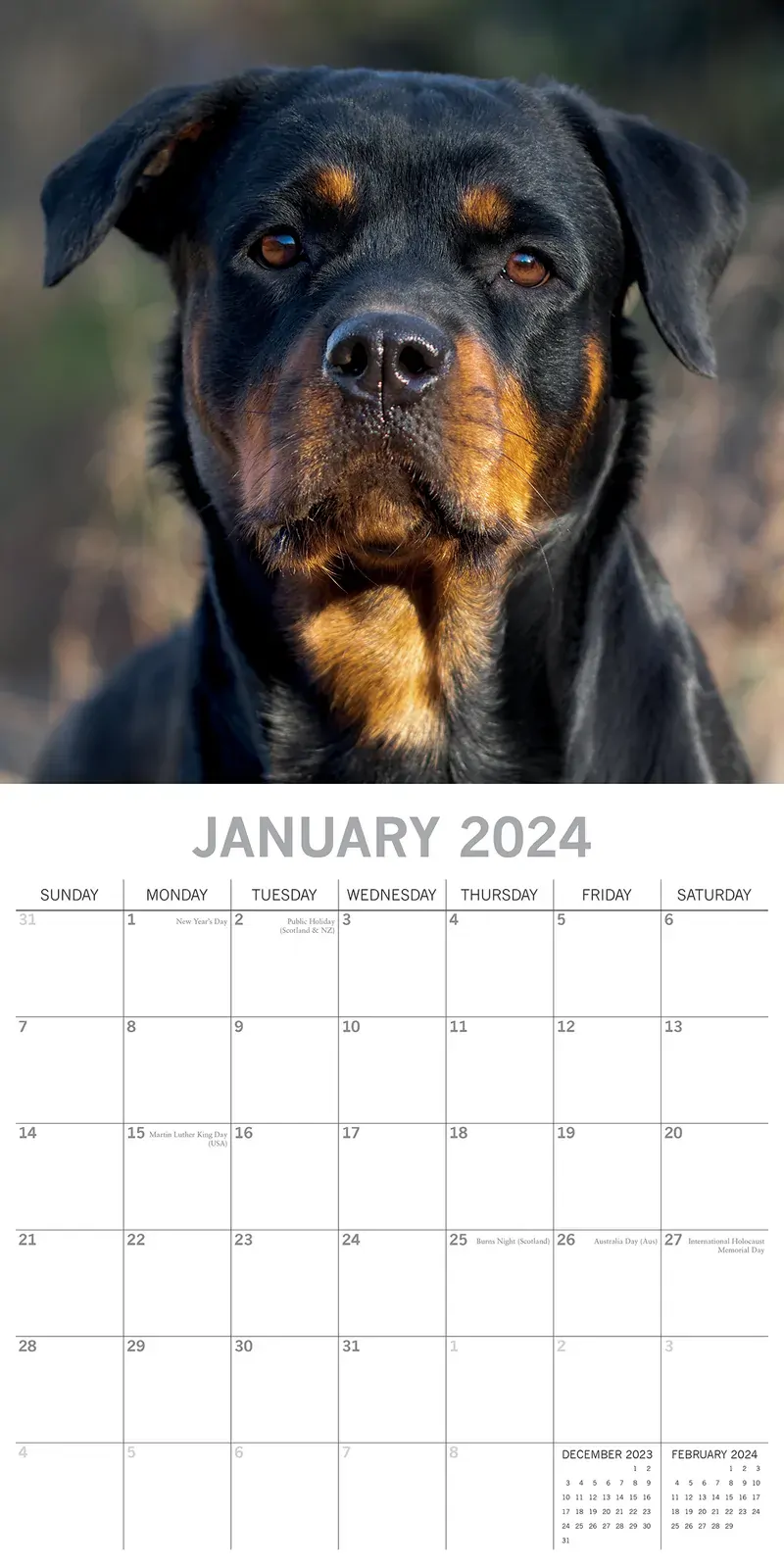 Rottweilers 2024 Square Wall Calendar Pets Dog 16 Month Premium Planner New Year Price