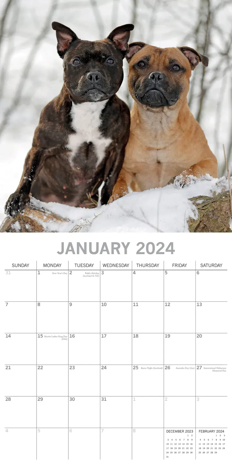 Staffordshire Bull Terriers 2024 Square Wall Calendar Pets Dog 16 Months Planner Price