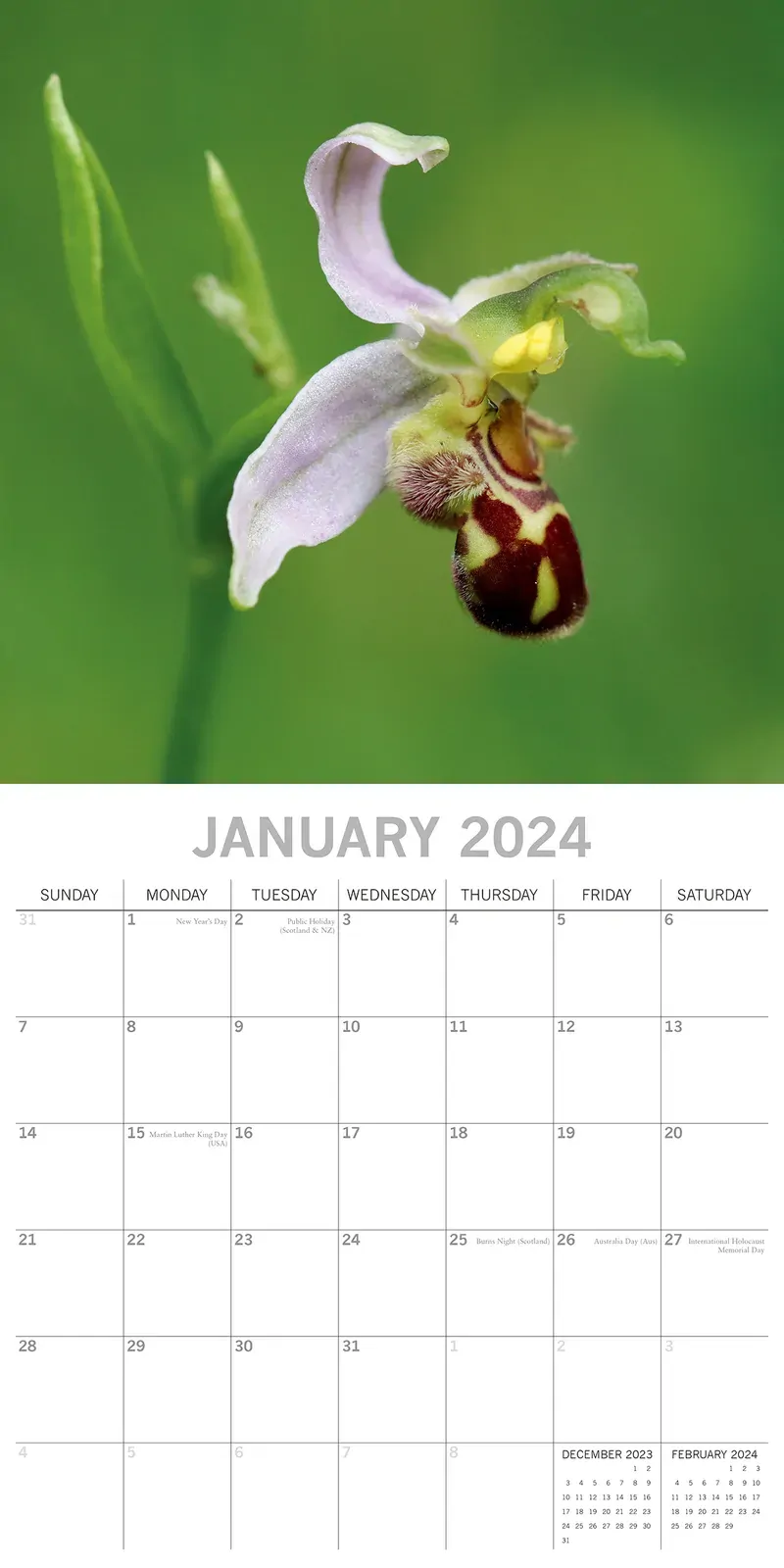 Orchids 2024 Square Wall Calendar 16Month Floral Planner Christmas New Year Gift Price