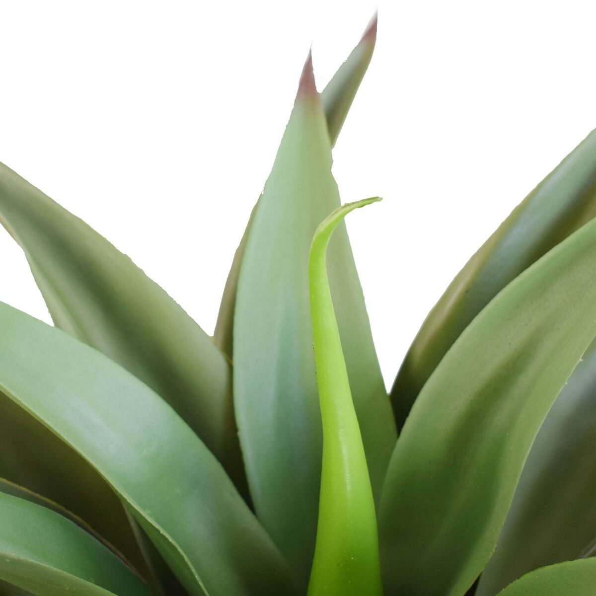 UV Agave 50cm No Pot Price