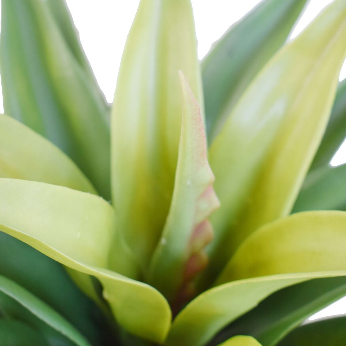 Agave 60cm Plant Price