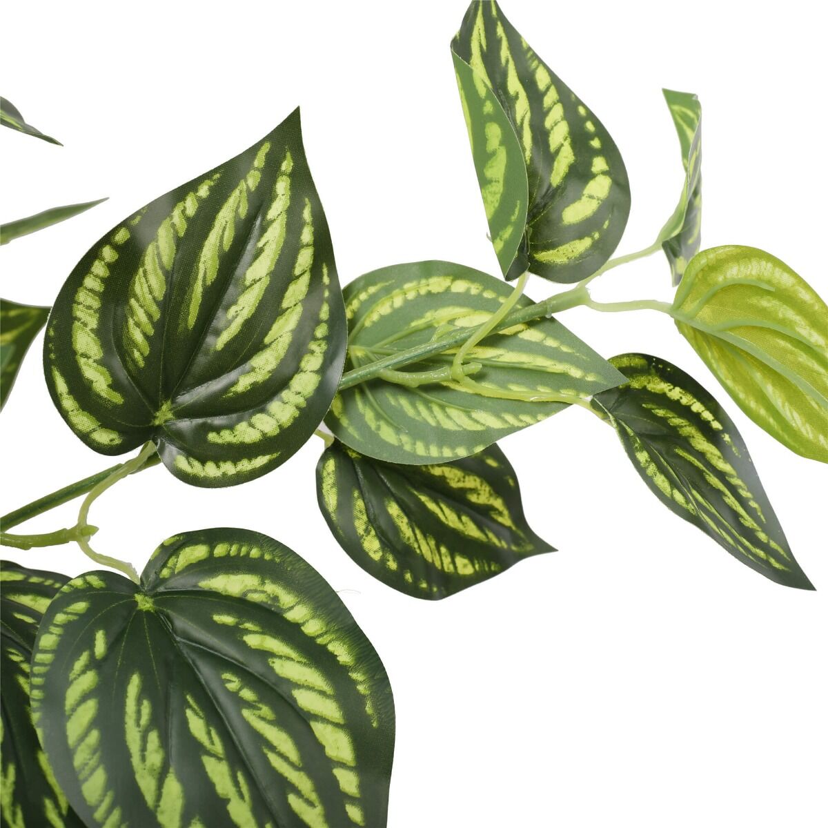 Bright Mixed Philodendron Plant 70cm Price