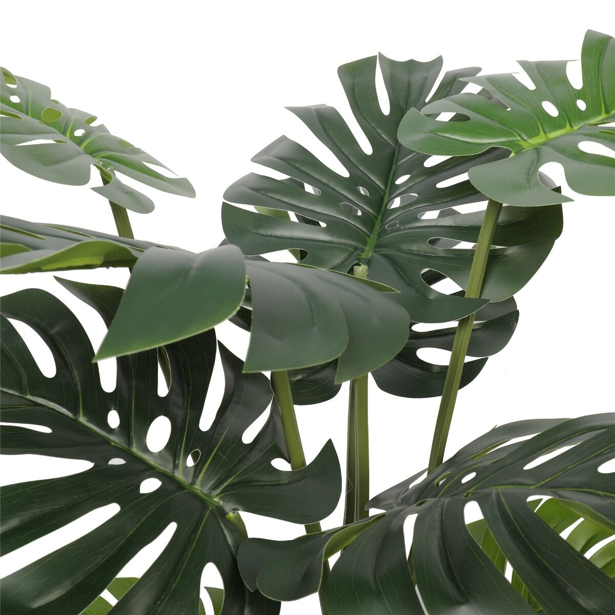 Split Philodendron (Split Leaf) 120cm Price