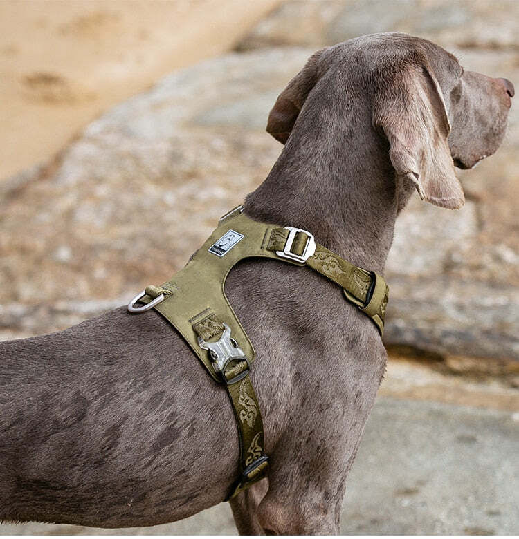 Lightweight Dog Harness - Green, L Price