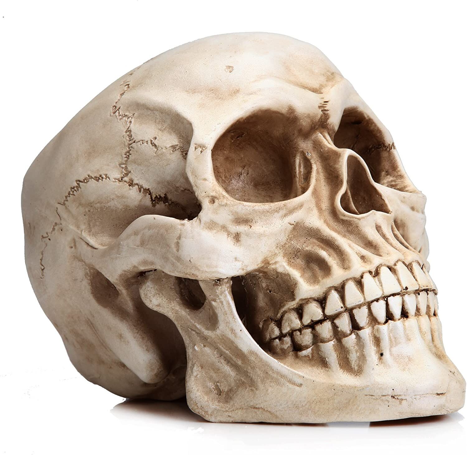 1:1 Replica Realistic Human Adult Skull Head Bone Model Price