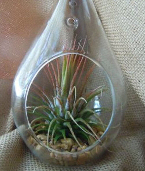 10 Pack of Hanging Clear Glass Tealight Candle Holder Tear Drop Pear Hour Glass Shape - 20cm High Terrarium Plant Mini Garden Holder Decoration Craft Price