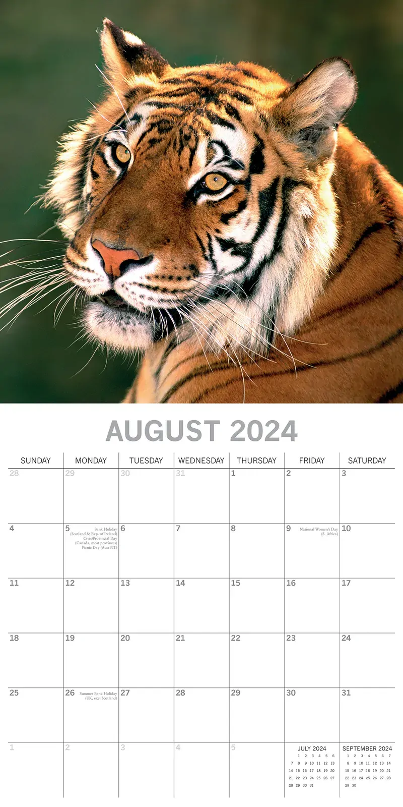Big Cats - 2024 Square Wall Calendar Wildlife Animals 16 Months Premium Planner Price
